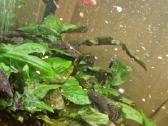 Parduodami ancitrusai