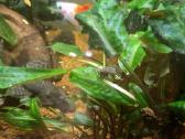Parduodami ancitrusai - nuotraukos Nr. 2
