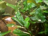 Parduodami ancitrusai - nuotraukos Nr. 3