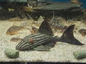 L šamai, pleco, žuvys, žuvytės - nuotraukos Nr. 11