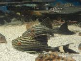 L šamai, pleco, žuvys, žuvytės - nuotraukos Nr. 12