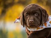 Labradoro Retriveriai Šokoladinės spalvos - nuotraukos Nr. 9