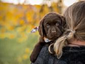 Labradoro Retriveriai Šokoladinės spalvos - nuotraukos Nr. 11