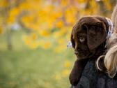 Labradoro Retriveriai Šokoladinės spalvos - nuotraukos Nr. 12