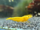 Geltonas golden back - krevetes