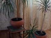 Parduodama dracena