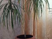 Parduodama dracena - nuotraukos Nr. 2