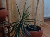 Parduodama dracena - nuotraukos Nr. 3
