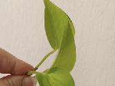 Filodendronai, epipremnum - nuotraukos Nr. 12