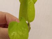 Filodendronai, epipremnum - nuotraukos Nr. 13