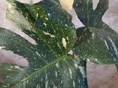 The Monstera Thai Constellation 'Crme Brle'(? - nuotraukos Nr. 7