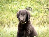 Labradoro ir Lygiaplaukiai retriveriai- Gojus - nuotraukos Nr. 5