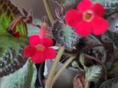 Parduodu Episcia silver skies. Gražiai žydi