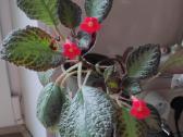 Parduodu Episcia silver skies. Gražiai žydi - nuotraukos Nr. 2