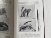 Akmens periodo žmogus Žemaitijoj ir Suvalkijo 1931 - nuotraukos Nr. 4