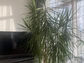 Dracena