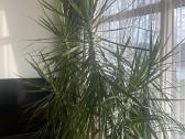 Dracena - nuotraukos Nr. 2
