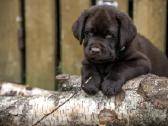 Šokoladiniai Labradoro Retriveriai - nuotraukos Nr. 5