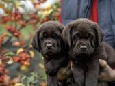 Šokoladiniai Labradoro Retriveriai - nuotraukos Nr. 2