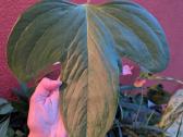 Anthurium truncicola - nuotraukos Nr. 2