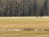 Žemė su sodyba ir mišku Žemalėje 15,5263 ha - nuotraukos Nr. 8