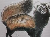 Reti ir nykstantis gyvūnai - nuotraukos Nr. 7