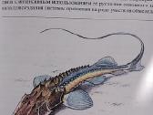 Reti ir nykstantis gyvūnai - nuotraukos Nr. 20