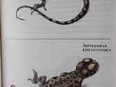 Reti ir nykstantis gyvūnai - nuotraukos Nr. 14
