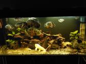 Akvariumas 450l. Su visa iranga ir spintele.