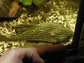 Akvariumas 450l. Su visa iranga ir spintele. - nuotraukos Nr. 2