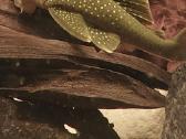 Akvariumas 450l. Su visa iranga ir spintele. - nuotraukos Nr. 3