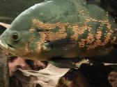 Akvariumas 450l. Su visa iranga ir spintele. - nuotraukos Nr. 5