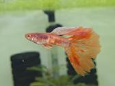 Žuvytės. Gupijos. Guppy. - nuotraukos Nr. 6
