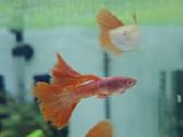 Žuvytės. Gupijos. Guppy. - nuotraukos Nr. 15