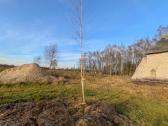 Parduodu pušų/ Ąžuolų/ liepų sodmenys persodinimas - nuotraukos Nr. 34
