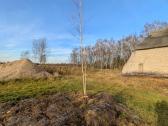 Parduodu pušų/ Ąžuolų/ liepų sodmenys persodinimas - nuotraukos Nr. 35