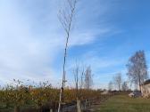 Parduodu pušų/ beržų/ liepų sodmenys ,persodinimas - nuotraukos Nr. 5