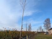 Parduodu pušų/ Ąžuolų/ liepų sodmenys persodinimas - nuotraukos Nr. 37