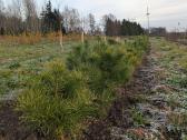 Parduodami 4tu metų pušų sodinukai 25l vazonuose - nuotraukos Nr. 7