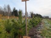 Parduodami 4tu metų pušų sodinukai 25l vazonuose - nuotraukos Nr. 6