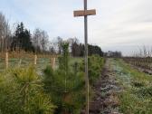 Parduodami 4tu metų pušų sodinukai 25l vazonuose - nuotraukos Nr. 5