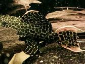 Akvariumas 450l. Su visa iranga ir spintele. - nuotraukos Nr. 8