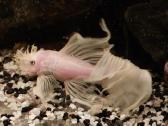 Akvariumas 450l. Su visa iranga ir spintele. - nuotraukos Nr. 9