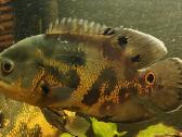 Akvariumas 450l. Su visa iranga ir spintele. - nuotraukos Nr. 10