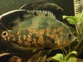 Akvariumas 450l. Su visa iranga ir spintele. - nuotraukos Nr. 11
