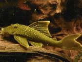 Akvariumas 450l. Su visa iranga ir spintele. - nuotraukos Nr. 14