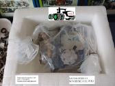 Iseki dyzelinis kuro siurblys Yanmar 104303-2030