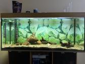 Parduodamas 500 litrų akvariumas su įranga - nuotraukos Nr. 2