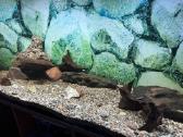 Parduodamas 500 litrų akvariumas su įranga - nuotraukos Nr. 4
