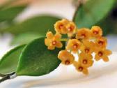 Hoya Pubera,bella,curtisiai